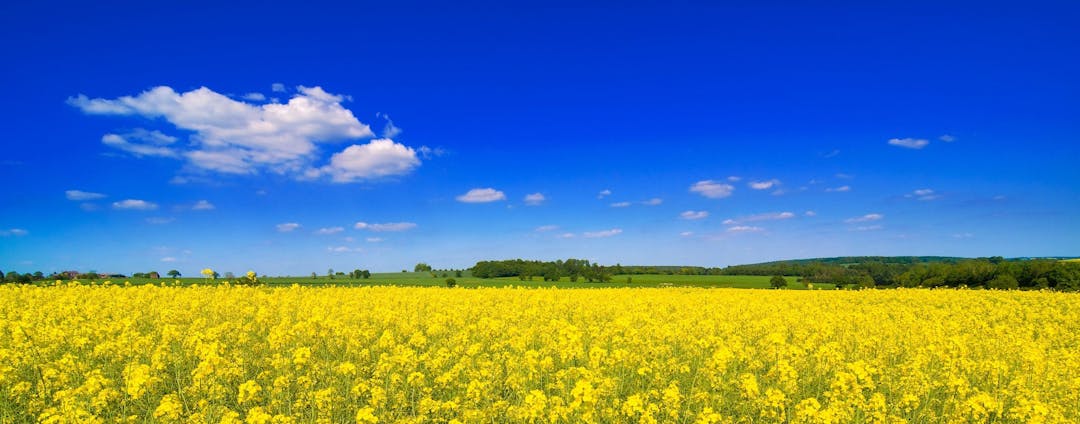 Choosing the Right Fertilizers for Successful Canola Cultivation