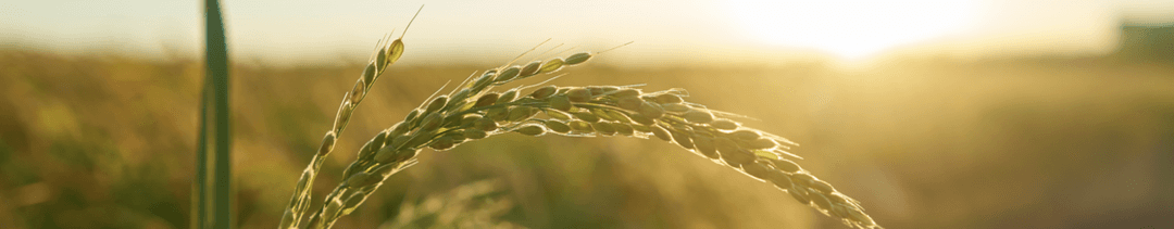 How Can You Maximize the Performance of Your Post-Harvest Herbicide This Year?