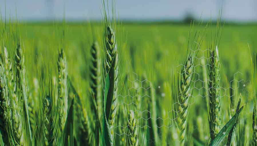 The Most Common Questions That Agronomists Get Regarding Herbicide Application