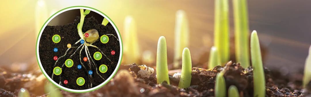 Identifying Nutrient Deficiencies in Your Crop