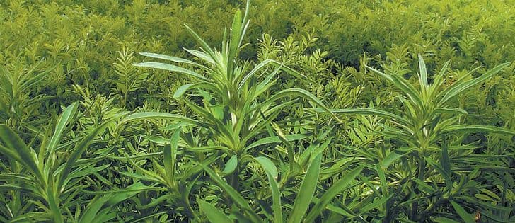 Kochia: What Can Farmers Do to Manage This Problem Weed?