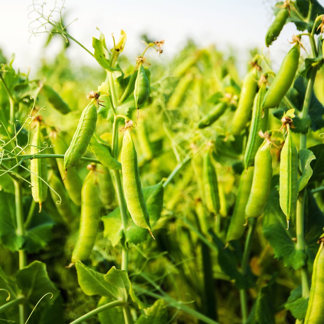 Ideas To Manage Pulse Crop Inputs