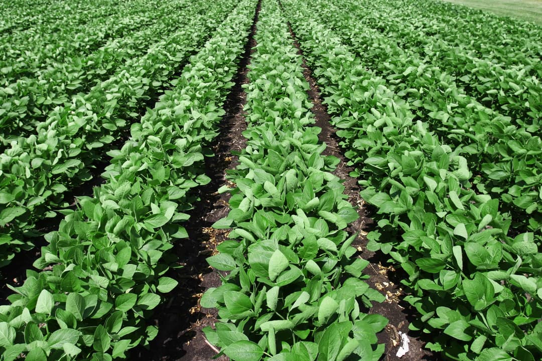 Understanding different kinds of Adjuvants and Surfactants