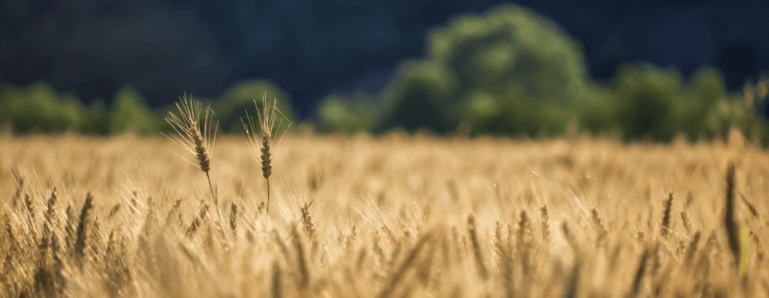 Managing Herbicide Resistance