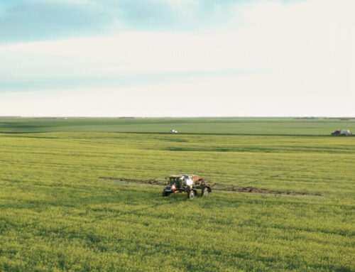 Effective Weed Control for Canola in Western Canada