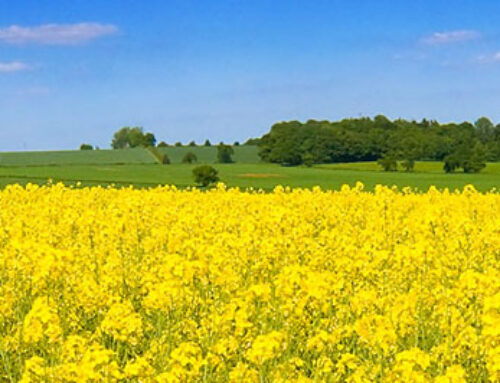 Choosing the Right Fertilizers for Successful Canola Cultivation